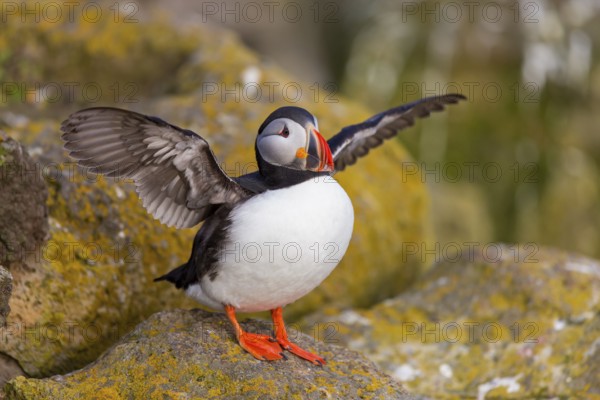 Puffin, Atlantic Puffin, (Fratercula arctica), animals, birds, alcid family, sits, rocks, Atlantic