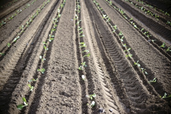 The fresh furrows of a freshly ploughed field in spring with freshly planted white cabbage