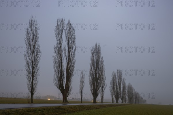 Foggy atmosphere at the Napoleonstraße/Liliensteinstraße in Saxon Switzerland, Ebenheit, Saxony,