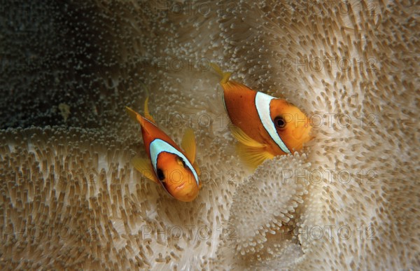 Two Red Sea Anemonefish, Amphiprion bicinctus, Djibouti, Djibouti, Africa, Afar Triangle, Gulf of