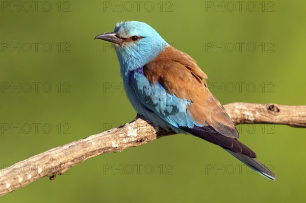 European roller (Coracias garrulus), on perch, Tower Hide, Tiszaalpár, Kiskunsági National Park,