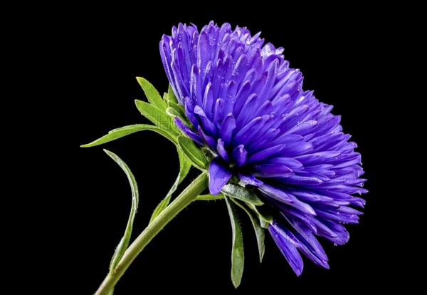 Blooming violet aster Lady Coral isolated on a black background. Flower head close-up, Odessa,