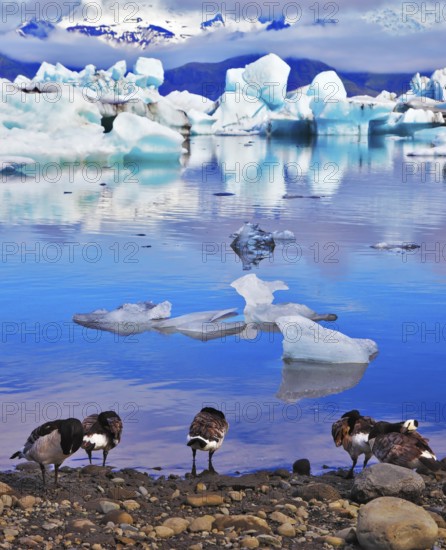 Floes floating in the ocean, and polar birds on the shore of the lagoon are reflected in the ocean.