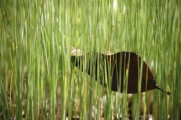 A row of plant stems of the dwarf bulrush protrudes from the boggy water surface with a tangled