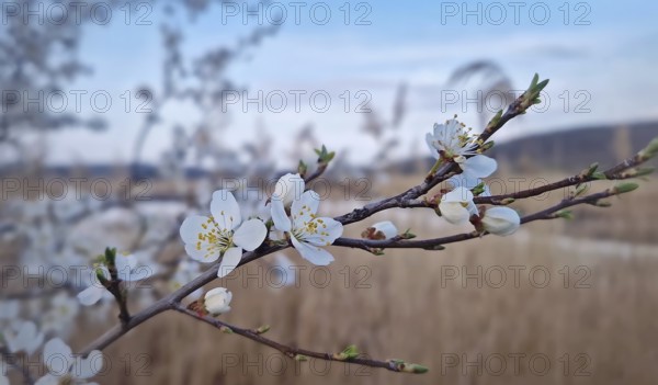 Closeup blooming tree twig adorned with white blossoms against a blurred background of tall reed