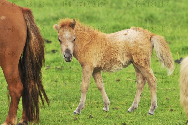 Very young little horse foal