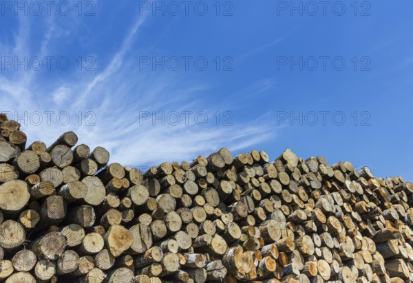 Large quantity of cut and stacked pine timber waiting to be transported, prepared for winter felled
