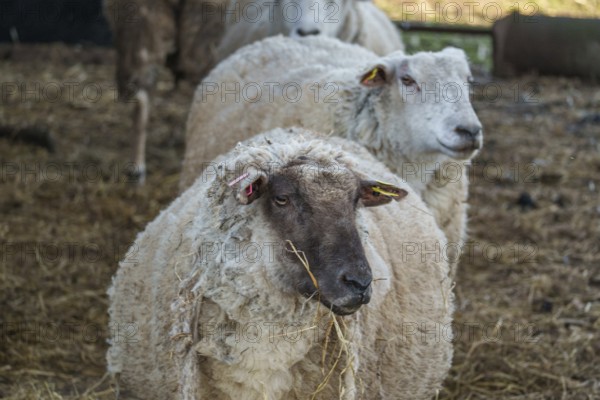 A sheep in the foreground chewing hay, others in the background in the barn, ramsdorf, münsterland,