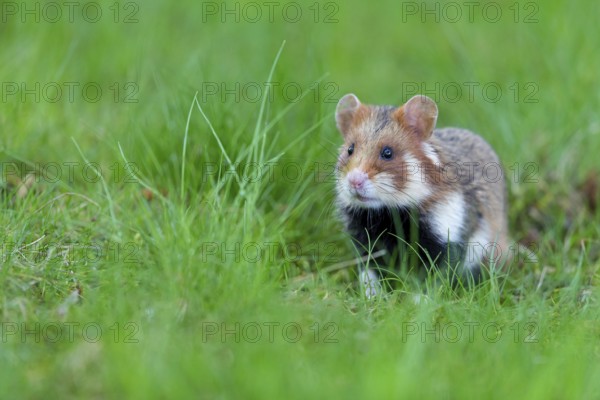 Field hamster, (Cricetus cricetus), animals, mammals, hamster, rodent, subfamily of hamsters,