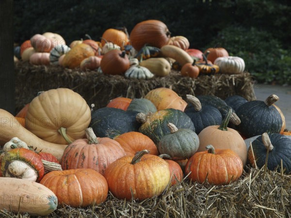 Variety of pumpkins on hay bales in a natural setting, borken, münsterland, germany