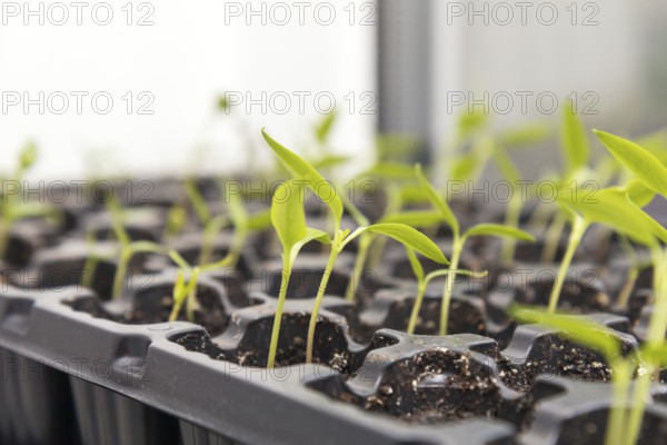 Pepper seedling transplants growing in a plastic tray. Sprouting pepper seedlings in propagator