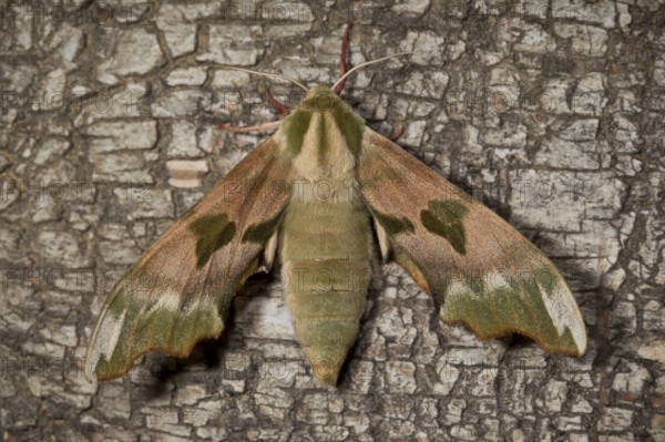 Lime hawk-moth, Mimas tiliae, lime hawk-moth