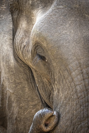 African elephant (Loxodonta africana) portrait, detail, close-up, Manyeleti Game Reserve, South