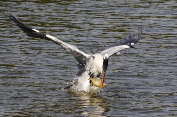 Cocoi Heron catches a piranha with its beak just over the water surface, wings spread, Pantanal