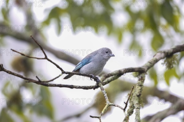 Small Sayaca tanager perched on a bare branch against defocused background, Serra da Mantiqueira,