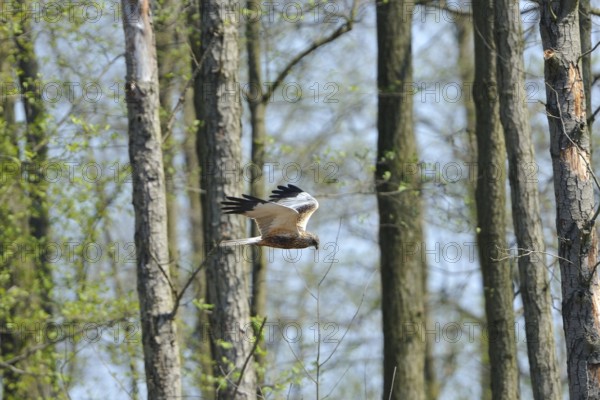 Marsh harrier on the prowl.western marsh-harrier (Circus aeruginosus), male in flight, Western