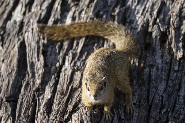 Tree squirrel, African bush squirrel (Paraxerus cepapi), Moremi Game Reserve, Okavango Delta, Maun,