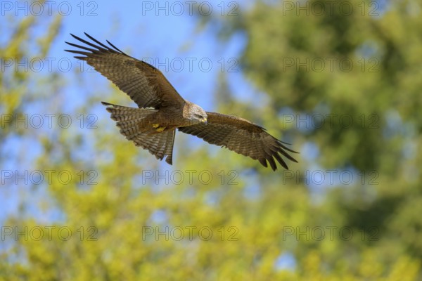 A black kite (Milvus migrans) flies elegantly over a wooded background, Kellerwald National Park,