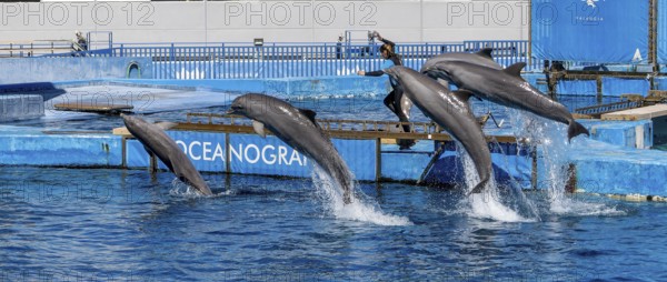 Panoramic photo of a trainer with a group of dolphins in the air in the largest dolphinarium in
