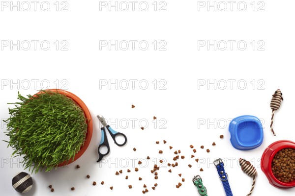 Flat lay composition with accessories for a cat, such as delicious dry food and water in a bowls,