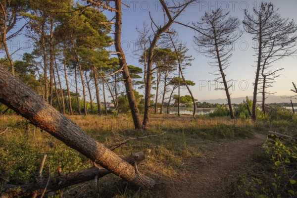 Landscape shot by the sea with pine forest on the coast. Morning atmosphere at sunrise in a