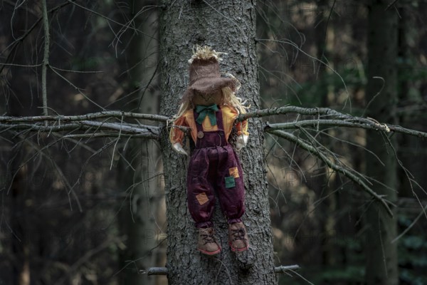Shabby doll, stuffed with hay, a scarecrow, sitting between two branches of a tree without leaves,