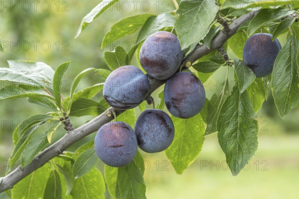 Plum (Prunus domestica 'Anna Späth'), Bundessortenamt Prüfstelle Wurz, Germany