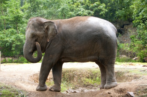 The Asian or Asiatic Elephant (Elephas maximus) is the only living species of the genus Elephas and
