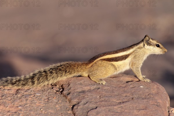 Close-up photo of chipmunk in India