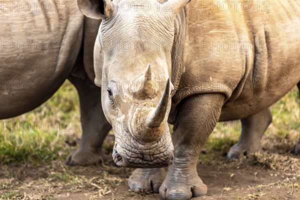 White rhinoceros or square-lipped rhinoceros is the largest extant species of rhinoceros. South