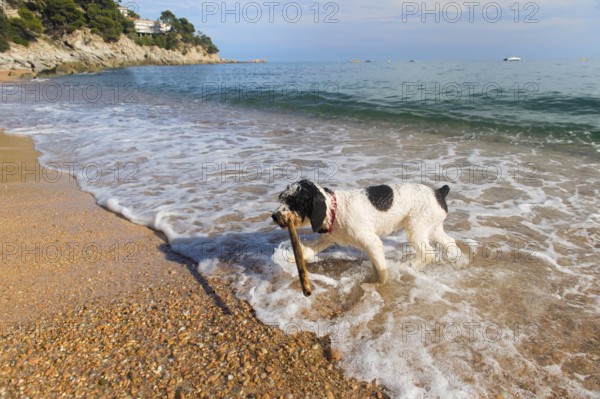 Dog playing with stick in the sea