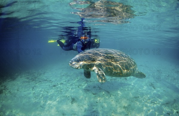 Round-tailed manatee and snorkeller, Trichechus manatus latirostris, USA, Florida, FL, Crystal