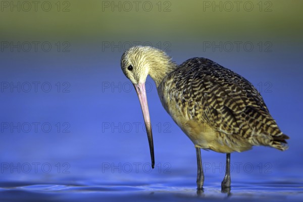 Birds, marbled godwit, (Limosa fedoa), searches for prey in water, biotope, habitat, USA, Florida,