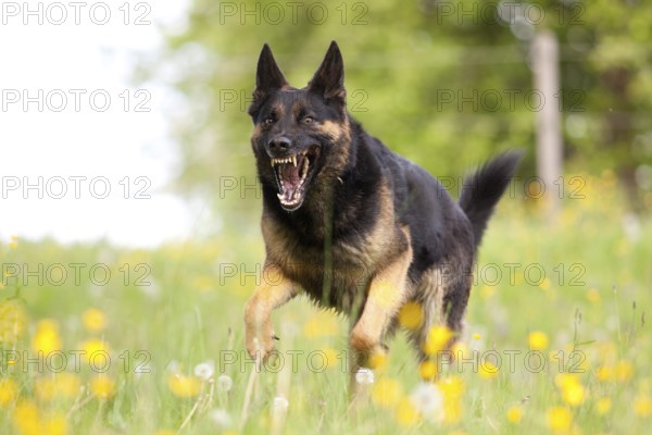 Attacking dog. Aggressive German shepherd dog running nearby with mouth open and showing teeth