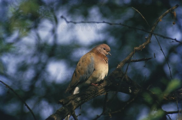 Birds, brown dove or little brown streptopelia senegalensis sitting on branch
