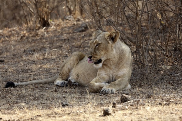 Lioness, sasan gir, Gujarat, India, Asia