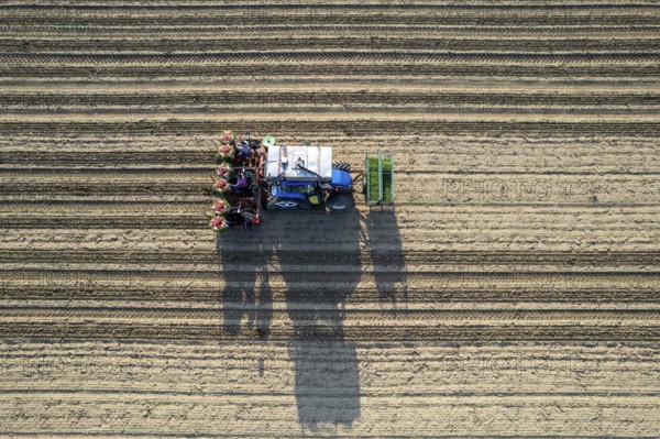Blue tractor is planting tomatoes in a field, leaving a trail of freshly turned soil behind it as