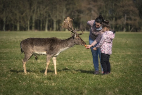 Mother and daughter feeding carrots to Fallow Deer with large antlers, with blurred forest and