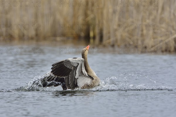 Greylag goose in flight