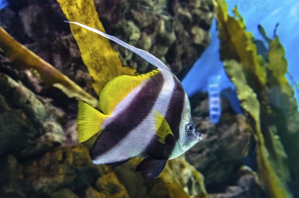 Exotic coral fish in aquarium in Saint-Petersburg, Russia