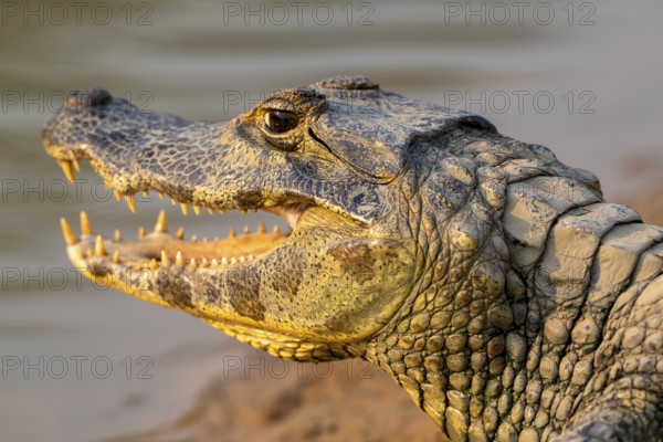 Caiman (Caimaninae), Alligator (Alligatoridae), Crocodile (Crocodylia), animal portrait, side view,