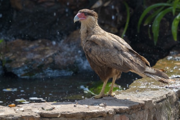Crested caracara (Caracara plancus), backlight, Pantanal, inland, wetland, UNESCO Biosphere