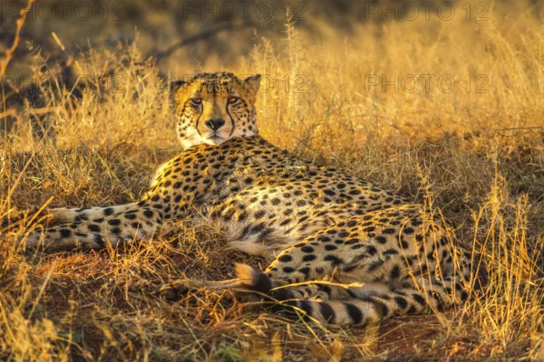 African cheetah species Acinonyx jubatus, family of felids, lying in arid bush habitat, South