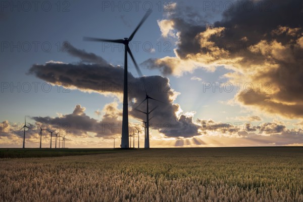 Beautiful sunset sky over turbines and wheat sky, Holland