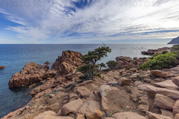 Coastal landscape with bizarre red rocks and gnarled trees with a view of the sea in the sunshine,