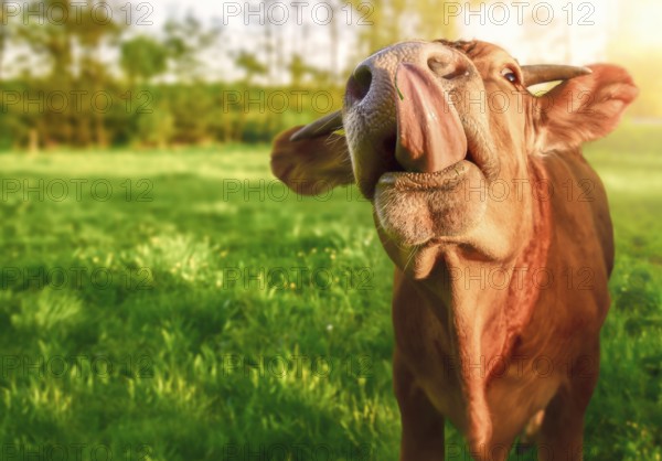 Funny animal image with a cute orange baby cow, looking at the camera while sticking its tongue