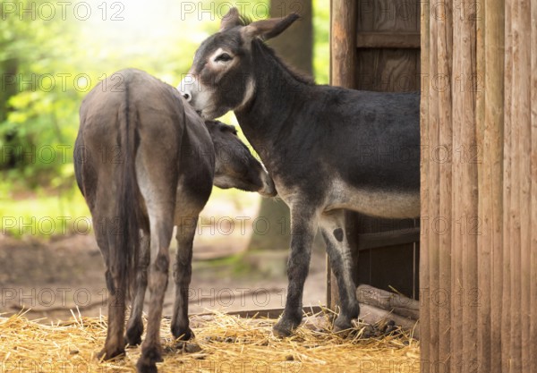 Two cute and funny donkeys taking care of each other, outside a wooden stable, on a sunny day of