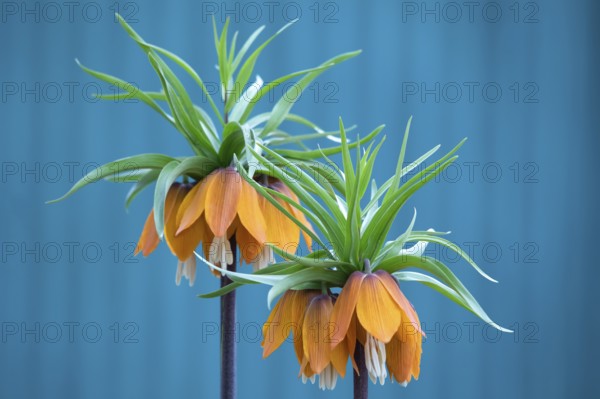 Fritillaria imperialis, crown imperial, fritillary or kaiser crown, is a species of flowering plant