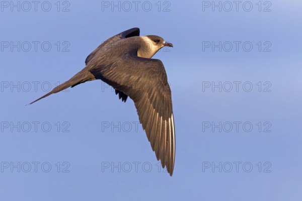 Parasitic skua, (Stercorarius parasiticus), animals, birds, seabird of the Stercorariidae family),