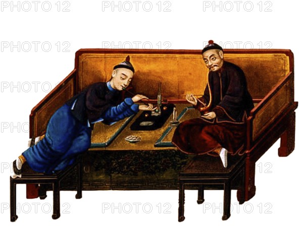 Opium poppy, Papaver somniferum, is the species of plant from which opium and poppy seeds are